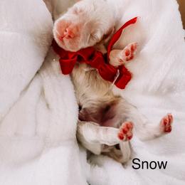 Snow - Parti female Goldendoodle puppy in Lakeland, Florida from Rolling Oak Doodles