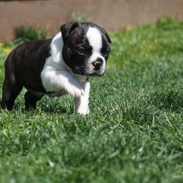 Boston Terrier Puppies from Kingston Boston Terriers