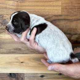 Pac Man - Brown and gray male Wirehaired Pointing Griffon puppy in Norwood, Colorado from DOGS COUNTRY GRIFFS