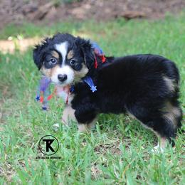 Myers- BTM1 - Black tri male Toy Australian Shepherd puppy in Nacogdoches, Texas from TK Standard, Mini, & Toy Aussies