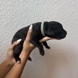 Boy 1 - Black male Cane Corso puppy in Princeton, Texas from Guardians of Arcadia Cane Corso