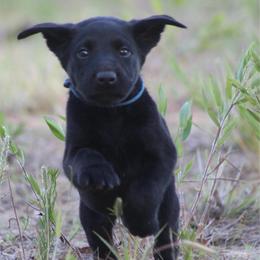 Boy 2 - Black male Labrador Retriever puppy in Four Oaks, North Carolina from TLC Retrievers