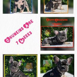 French Bulldog Puppies from Briyana Leighs Litters LLC