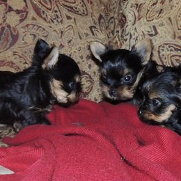 Yorkshire Terrier Puppies from Kelly's Fur-ever Friends