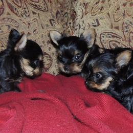 Yorkshire Terrier Puppies from Kelly's Fur-ever Friends