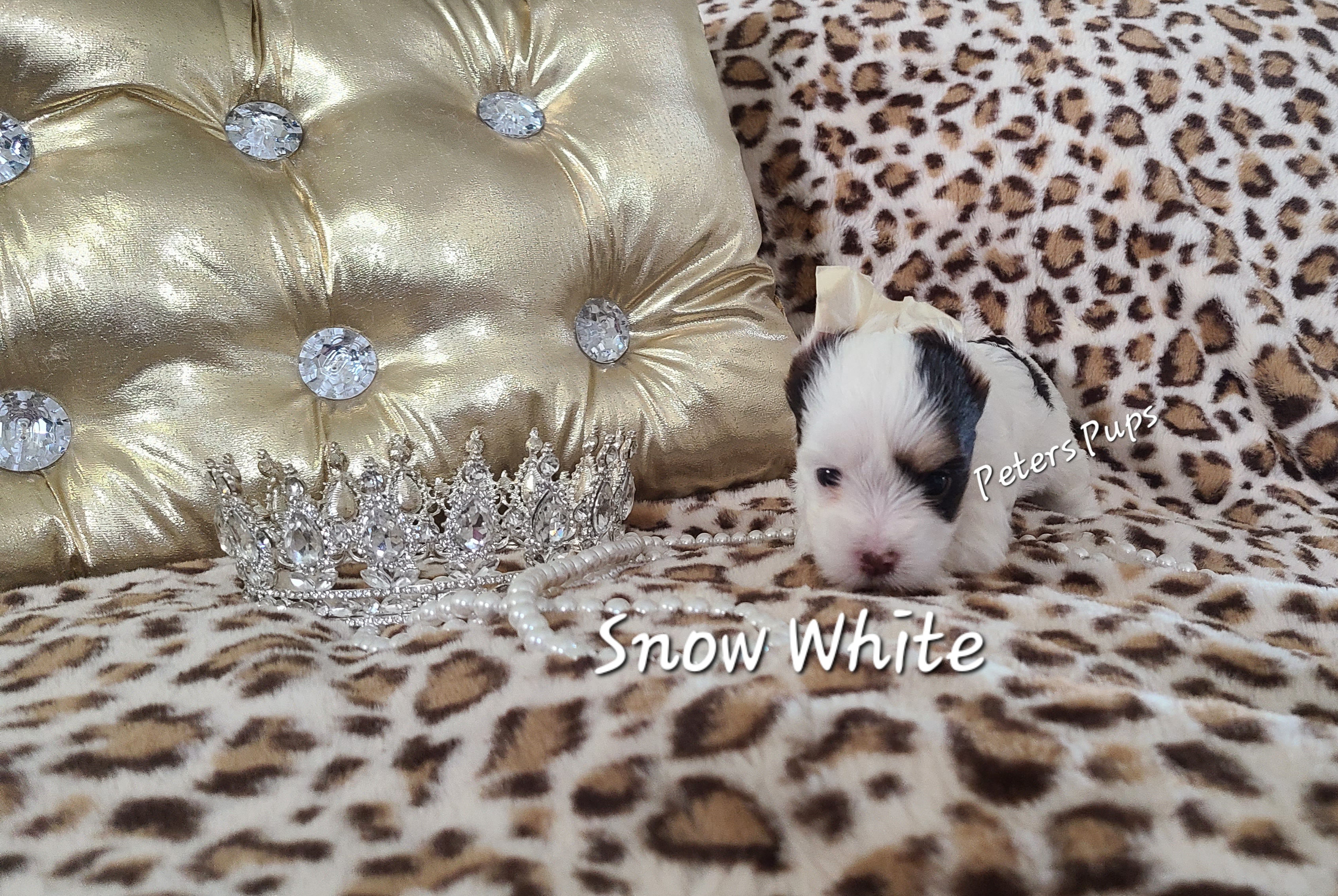 Yorkshire Terrier Puppies from Peters Pups Yorkshire Terriers