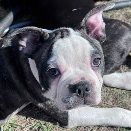 Jason - Brindle and white male Boston Terrier puppy in Lexington, South Carolina from Velveteen Bostons