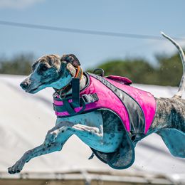 Whippets from Charis Whippets