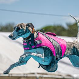 Whippets from Charis Whippets