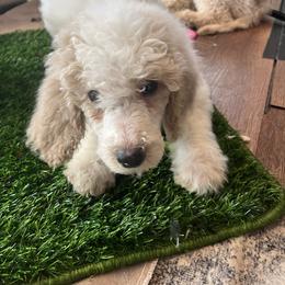 Pink - White female Poodle puppy in Mauston, Wisconsin from Quiverfull Acres