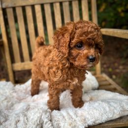 Firecracker - Red female Cavapoo puppy in Easley, South Carolina from Cutiepie Cavapoos
