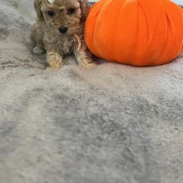 Cockapoo and Poodle Puppies from Village toy poo’s