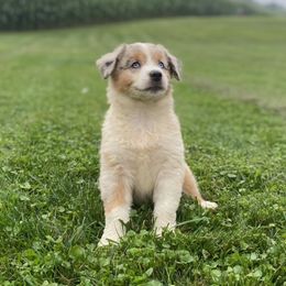 Australian Shepherd Puppies from Paint Valley Australian Shepherds