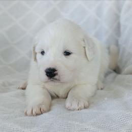 Girl 7 Lavender - White female Great Pyrenees puppy in Yakima, Washington from Naches Heights Ranch