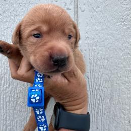 Blue - Yellow male Labrador Retriever puppy in Newton Grove, North Carolina from Wayalife Labradors & Gsp’s