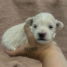 Wyatt - Cream male Maltipoo puppy in Traverse City, Michigan from Riyem Wildflower Farms