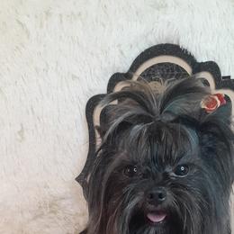Zach - Yorkshire Terrier