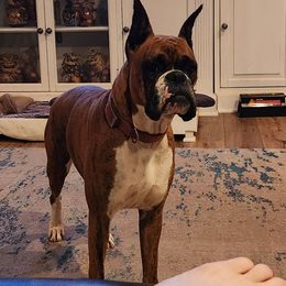 Violet - Boxer