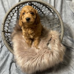 French Bulldog, Goldendoodle, and Golden Retriever Puppies from SoCalFamilyFrenchies, Doodles and more