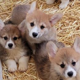 Pembroke Welsh Corgi Puppies from Breyerwood Corgis