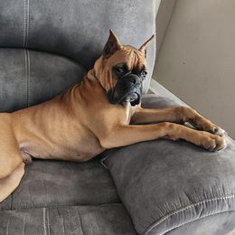 Boxers from Bitty's Boxers