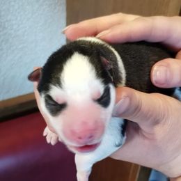 Phoenix - Black and white female Siberian Husky puppy in Kennewick, Washington from Yuki Ookami Show Kennel