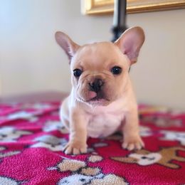 Smokey - Cream male French Bulldog puppy in Rogersville, Alabama from Angel's Boston Terriers and French Bulldog