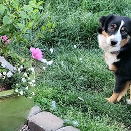 Miniature American Shepherds from Holly Hill Mini Aussies
