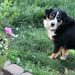 Miniature American Shepherds from Holly Hill Mini Aussies