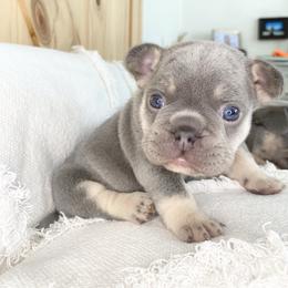 Boy 2 and 3 - Tricolors male French Bulldog puppy in Selma, Oregon from Pnwfrenchbulldogs