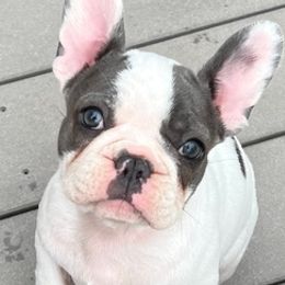 French Bulldogs and Yorkshire Terriers from Bend OR French Bulldogs