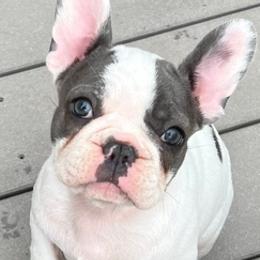 French Bulldogs and Yorkshire Terriers from Bend OR French Bulldogs