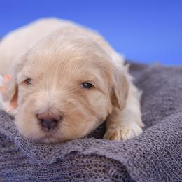 Rosalie white collar - Cream female Goldendoodle puppy in Lexington, North Carolina from Deborah’s Doodles
