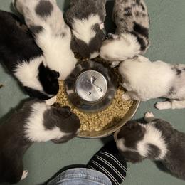 American Corgi and Pembroke Welsh Corgi Puppies from Flying K Corgis