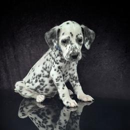 Spirit - White and black male Dalmatian puppy in Salem, Missouri from Paradise Spots Dalmatians