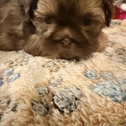 Shih Tzu Puppies from Wood Foo Breeders