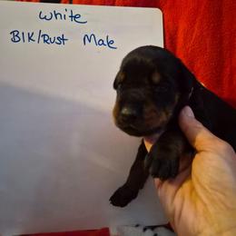 White Collar - Black and rust male Doberman Pinscher puppy in Ault, Colorado from Stand Alone European Dobermans