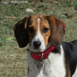 Norling's Sky's The Limit - Beagle