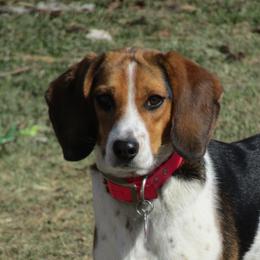 Norling's Sky's The Limit - Beagle