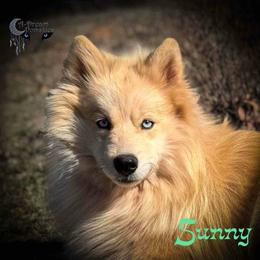 Sunny sweetest boy ever - White male Pomsky puppy in Perkins, Oklahoma from A-Dream Pomsky Kennel