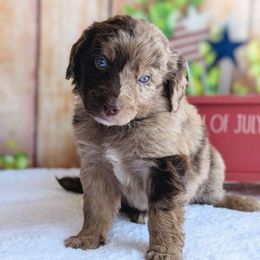 Aussiedoodles and Australian Shepherds from Mr and Mrs Doodle Farm
