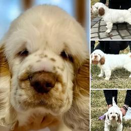 Clumber Spaniel puppies from Mixed Signals Farm