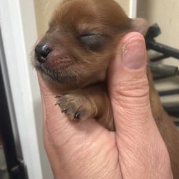 Oscar - Chocolate male Morkie puppy in Winston Salem, North Carolina from Patty’s Paws