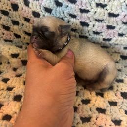 Black collar - Fawn male Pug puppy in Tucson, Arizona from Furever Friends