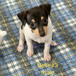 Boy 3 - White black and tan male Toy Fox Terrier puppy in Wayne, Oklahoma from FritzFox Toy Fox Terriers