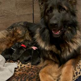 German Shepherd puppies from Home Base Shepherd