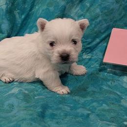 Pink Girl - White female West Highland White Terrier puppy in Macy, Indiana from Country Grove Breeding LLC