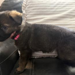 Female 1 - Sable female German Shepherd puppy in Denver, Colorado from Morales Kennels