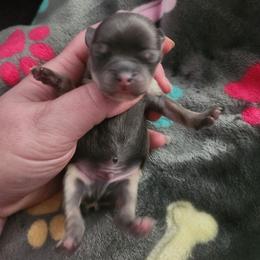 Arley - Blue and tan male Chihuahua puppy in Ashtabula, Ohio from Paw's & Awe's Chihuahuas