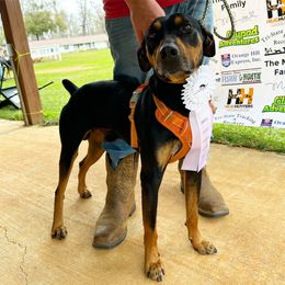 Dembe - Catahoula Leopard Dog